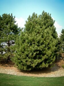 Сосна Чёрная (Pinus Nigra) купить по цене от 270.00р. в интернет-магазине «Посадика» с доставкой почтой в в Санкт-Петербурге и по всей России – [изображение №1].