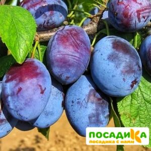 Слива Чачакская ранняя купить по цене от 229.00р. в интернет-магазине «Посадика» с доставкой почтой в в Санкт-Петербурге и по всей России – [изображение №1].