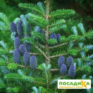 Пихта корейская (Abies koreana) купить по цене от 450.00р. в интернет-магазине «Посадика» с доставкой почтой в в Санкт-Петербурге и по всей России – [изображение №1].