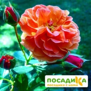 Роза Арабия купить по цене от 350.00р. в интернет-магазине «Посадика» с доставкой почтой в в Санкт-Петербурге и по всей России – [изображение №1].