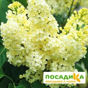 Сирень Примроуз (Primrose) купить по цене от 529.00р. в интернет-магазине «Посадика» с доставкой почтой в в Санкт-Петербурге и по всей России – [изображение №1].