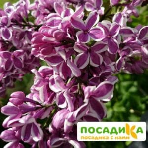 Сирень Сенсация купить по цене от 529.00р. в интернет-магазине «Посадика» с доставкой почтой в в Санкт-Петербурге и по всей России – [изображение №1].