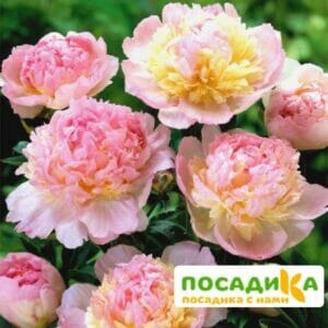 Пион Распберри Сандей (Paeonia Raspberry Sundae) купить по цене от 959р. в интернет-магазине «Посадика» с доставкой почтой в в Санкт-Петербурге и по всей России – [изображение №1].