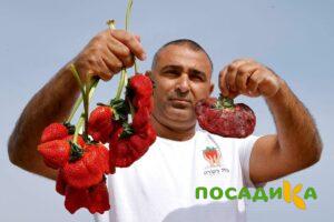 Клубника Гигант Джорнея купить по цене от 266р. в интернет-магазине «Посадика» с доставкой почтой в в Санкт-Петербурге и по всей России – [изображение №1].