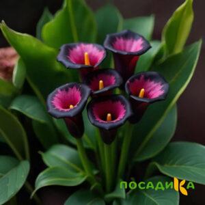 Калла Аура Лейс купить по цене от 400р. в интернет-магазине «Посадика» с доставкой почтой в в Санкт-Петербурге и по всей России – [изображение №1].