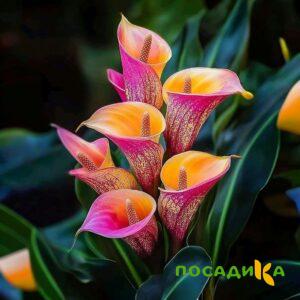 Калла Оникс купить по цене от 450р. в интернет-магазине «Посадика» с доставкой почтой в в Санкт-Петербурге и по всей России – [изображение №1].