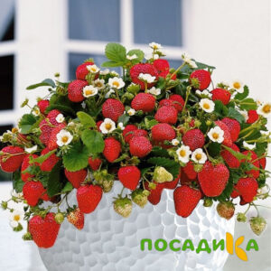 Клубника Рубиновый Шепот (горшечная) купить по цене от 240р. в интернет-магазине «Посадика» с доставкой почтой в в Санкт-Петербурге и по всей России – [изображение №1].