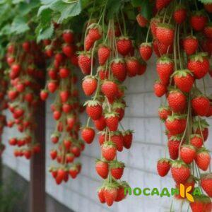 Клубника вьющаяся Комплимент купить по цене от 470р. в интернет-магазине «Посадика» с доставкой почтой в в Санкт-Петербурге и по всей России – [изображение №1].