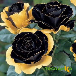 Роза Ханни Сикл купить по цене от 700р. в интернет-магазине «Посадика» с доставкой почтой в в Санкт-Петербурге и по всей России – [изображение №1].