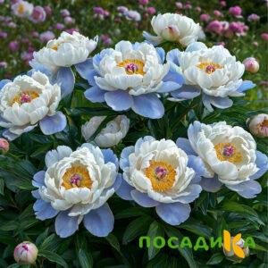 Пион акварельный Этюд купить по цене от 806р. в интернет-магазине «Посадика» с доставкой почтой в в Санкт-Петербурге и по всей России – [изображение №1].