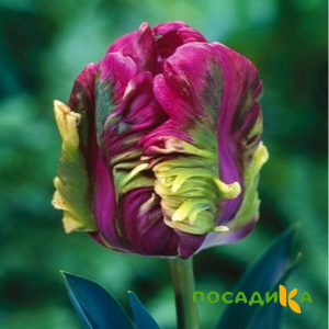 Тюльпан Экзотик Хэвен купить по цене от 186р. в интернет-магазине «Посадика» с доставкой почтой в в Санкт-Петербурге и по всей России – [изображение №1].