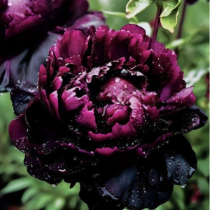 Пион Темный Сад купить по цене от 421р. в интернет-магазине «Посадика» с доставкой почтой в в Санкт-Петербурге и по всей России – [изображение №1].