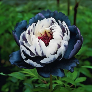 Пион Древовидный Инь-Янь купить по цене от 419р. в интернет-магазине «Посадика» с доставкой почтой в в Санкт-Петербурге и по всей России – [изображение №1].