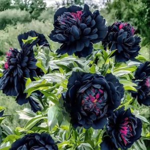 Пион древовидный Сердце Афродиты купить по цене от 600р. в интернет-магазине «Посадика» с доставкой почтой в в Санкт-Петербурге и по всей России – [изображение №1].