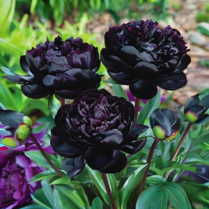 Пион Королевский Бархат купить по цене от 419р. в интернет-магазине «Посадика» с доставкой почтой в в Санкт-Петербурге и по всей России – [изображение №1].