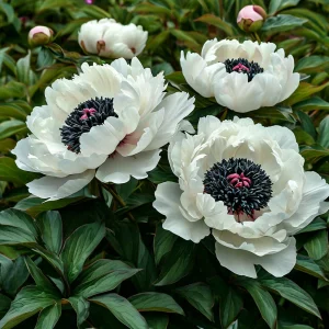 Пион Инк Эн купить по цене от 429р. в интернет-магазине «Посадика» с доставкой почтой в в Санкт-Петербурге и по всей России – [изображение №1].