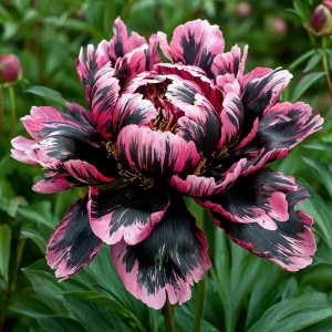 Пион Дроп Руби купить по цене от 469р. в интернет-магазине «Посадика» с доставкой почтой в в Санкт-Петербурге и по всей России – [изображение №1].