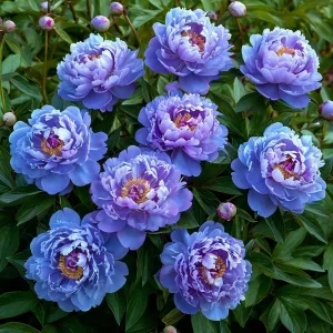 Пион Голубой лотос купить по цене от 590р. в интернет-магазине «Посадика» с доставкой почтой в в Санкт-Петербурге и по всей России – [изображение №1].