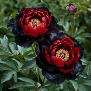 Пион Эбеновый Рубин купить по цене от 419р. в интернет-магазине «Посадика» с доставкой почтой в в Санкт-Петербурге и по всей России – [изображение №1].