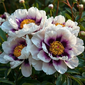 Пион Эко Саммер купить по цене от 548р. в интернет-магазине «Посадика» с доставкой почтой в в Санкт-Петербурге и по всей России – [изображение №1].