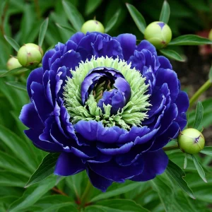 Пион Дримвивер купить по цене от 417р. в интернет-магазине «Посадика» с доставкой почтой в в Санкт-Петербурге и по всей России – [изображение №1].