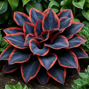 Хоста Солнечный Агат купить по цене от 440р. в интернет-магазине «Посадика» с доставкой почтой в в Санкт-Петербурге и по всей России – [изображение №1].