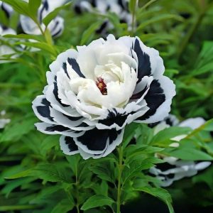 Пион Монохромный Шик купить по цене от 429р. в интернет-магазине «Посадика» с доставкой почтой в в Санкт-Петербурге и по всей России – [изображение №1].