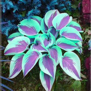 Хоста Висперин Бьюти купить по цене от 379р. в интернет-магазине «Посадика» с доставкой почтой в в Санкт-Петербурге и по всей России – [изображение №1].